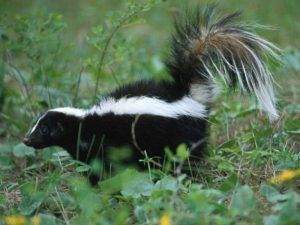 skunk-in-grass-800x600